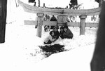 38豪雪：雪に埋まった鳥居の前で遊ぶ子